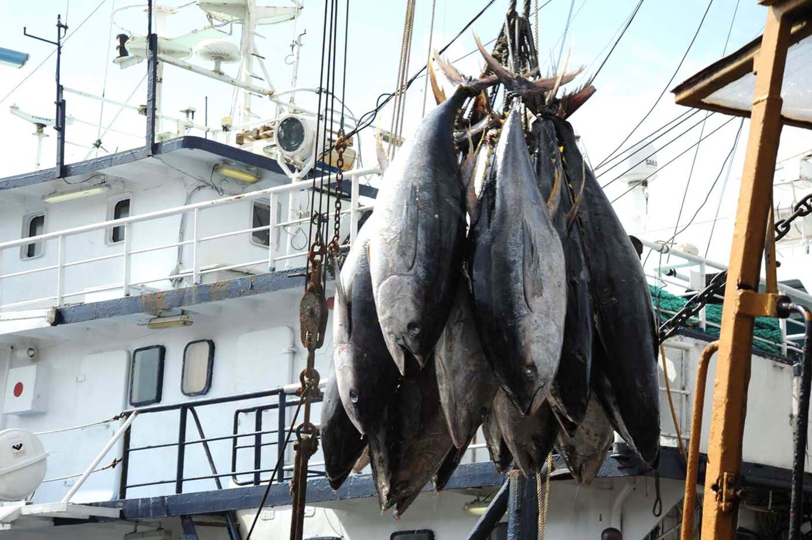 Côte d'Ivoire institutes fishing closures by decree to protect fish stocks